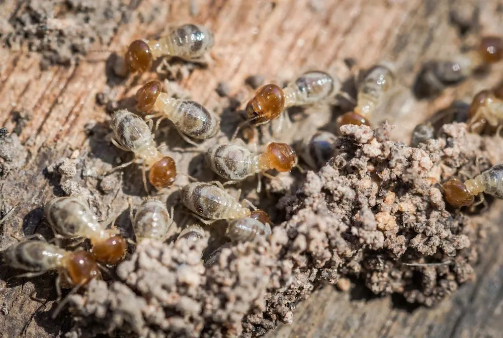 Esparza Pest Control — pest control in Edinburg, HIDALGO County, TX