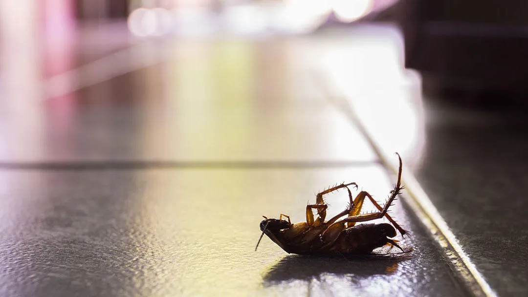 Encino Pest Control in San Antonio, TX — business photo 2