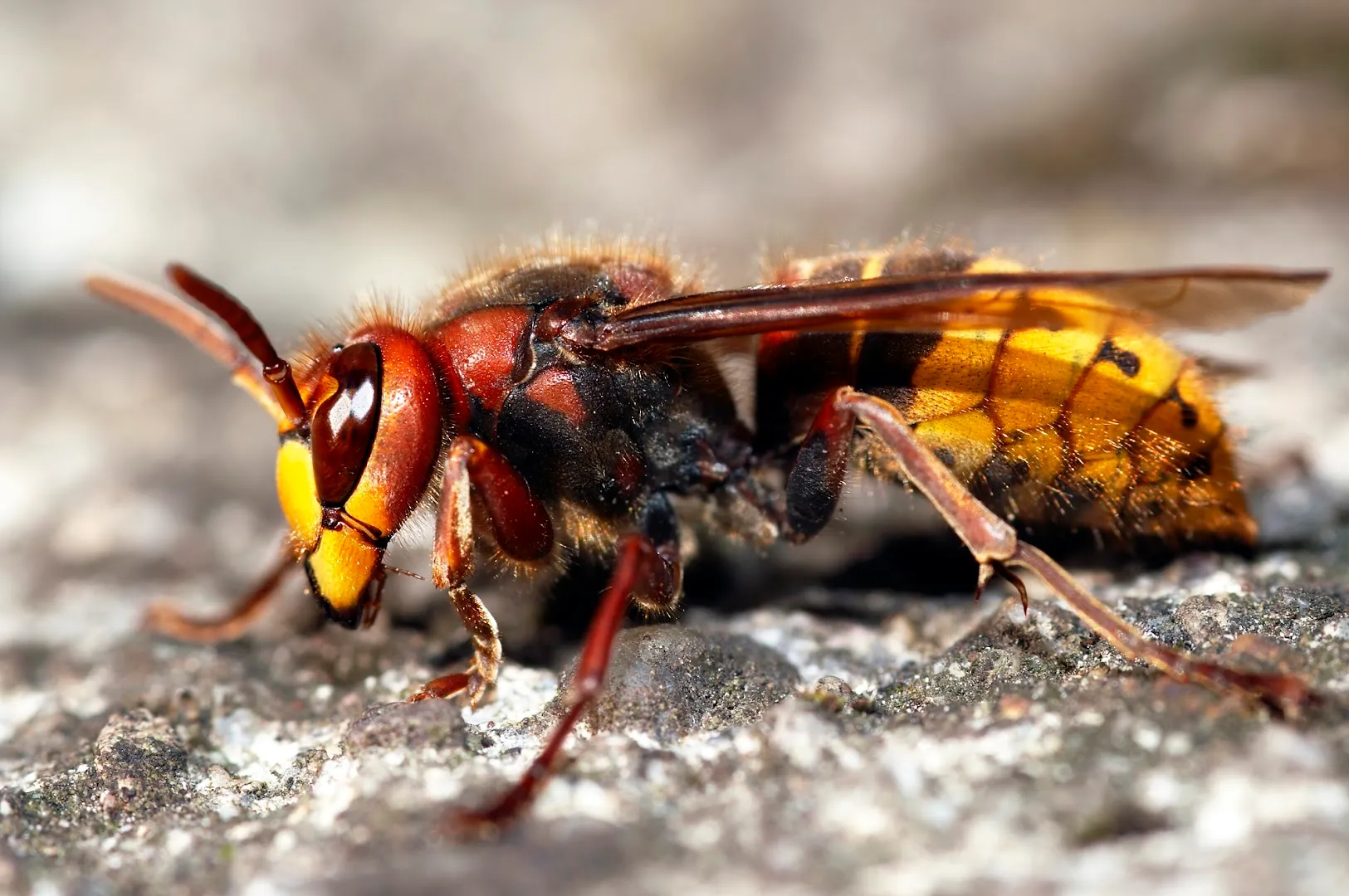 Encino Pest Control in San Antonio, TX — business photo 4