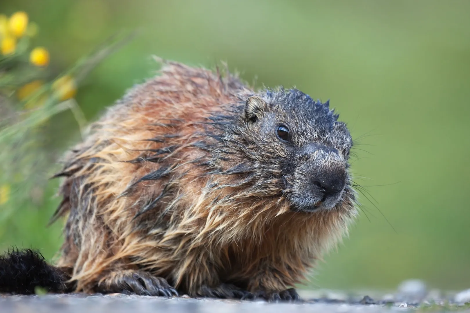 Encino Pest Control in San Antonio, TX — business photo 5