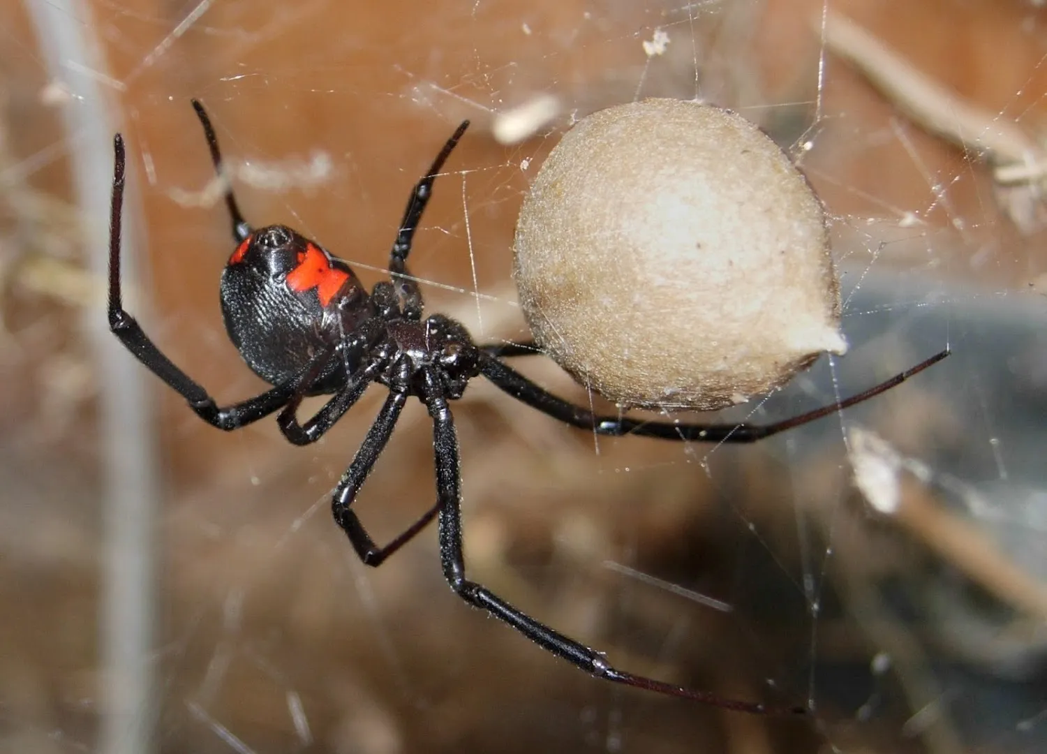 Encino Pest Control in San Antonio, TX — business photo 6