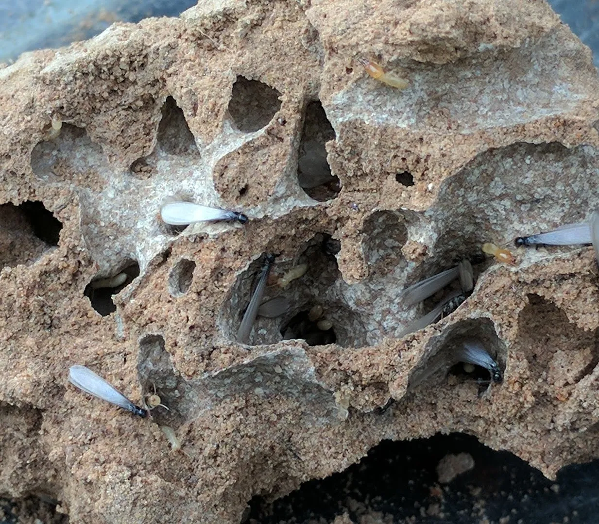 EnviroTeam Pest Control in Conroe, TX — business photo 5