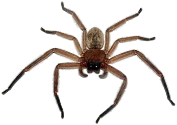 Circle S Pest Control in Burnet, TX — business photo 2
