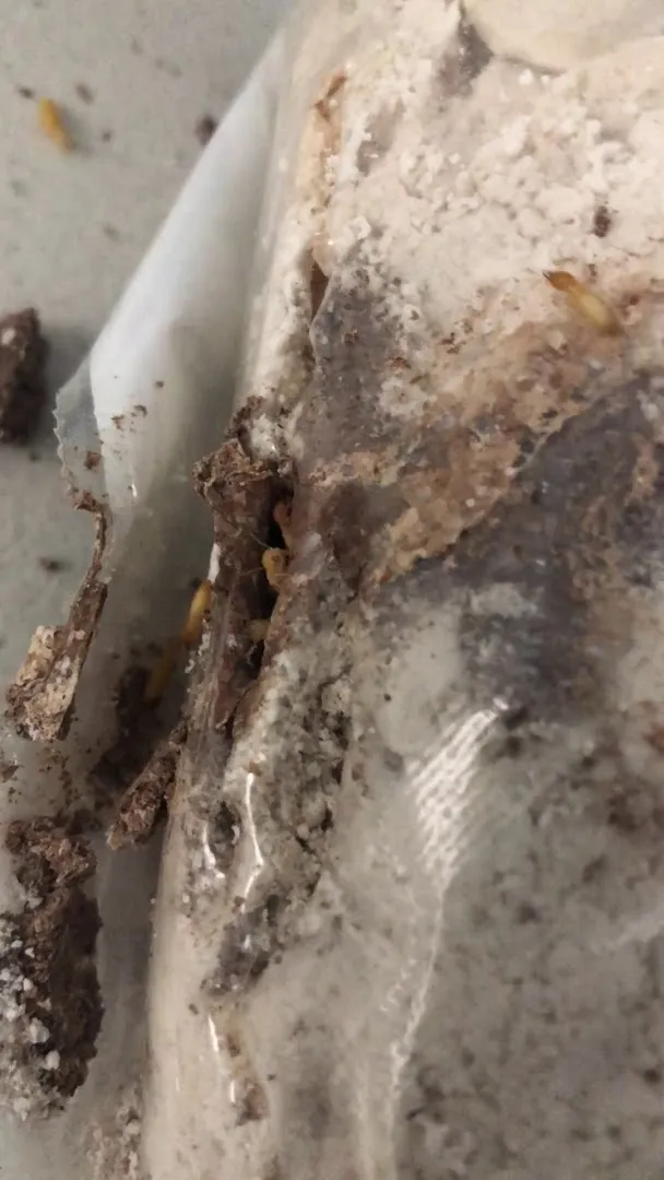 Excalibur Pest Control in Houston, TX — business photo 4