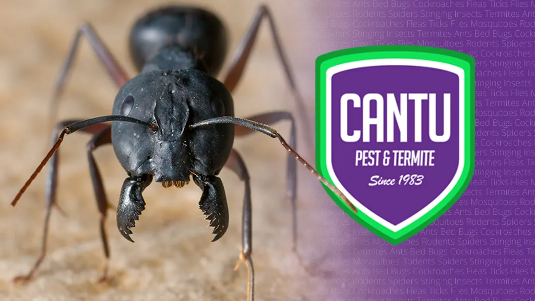 Cantu Pest & Termite — pest control in McKinney, COLLIN County, TX