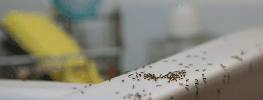 Weatherford Pest Control in Weatherford, TX — business photo 2
