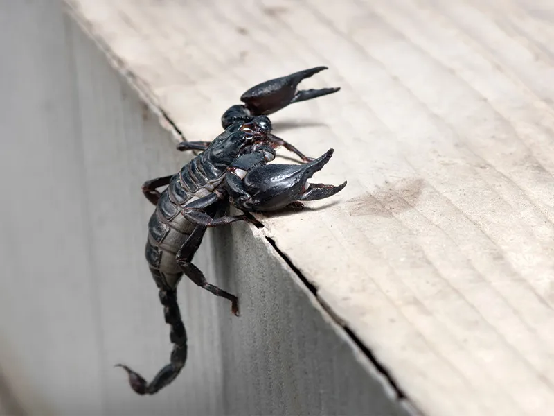 Federal Pest Solutions in Sherman, TX — business photo 4