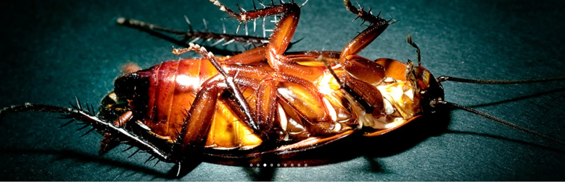 Gafford Pest Control — pest control in Lubbock, LUBBOCK County, TX