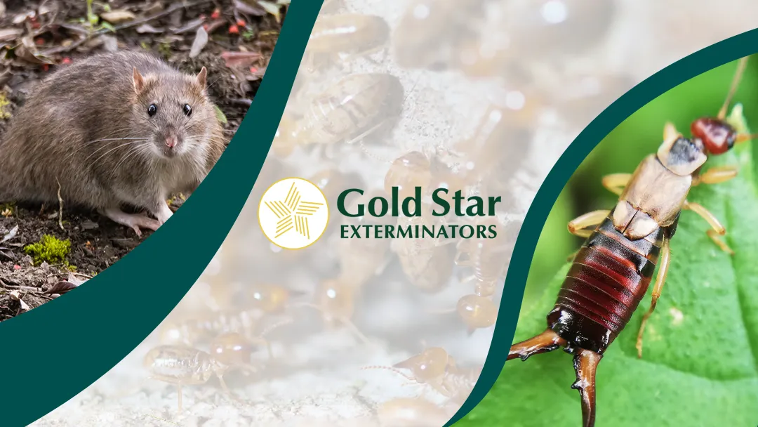 Gold Star Exterminators in Del Rio, TX — business photo 2