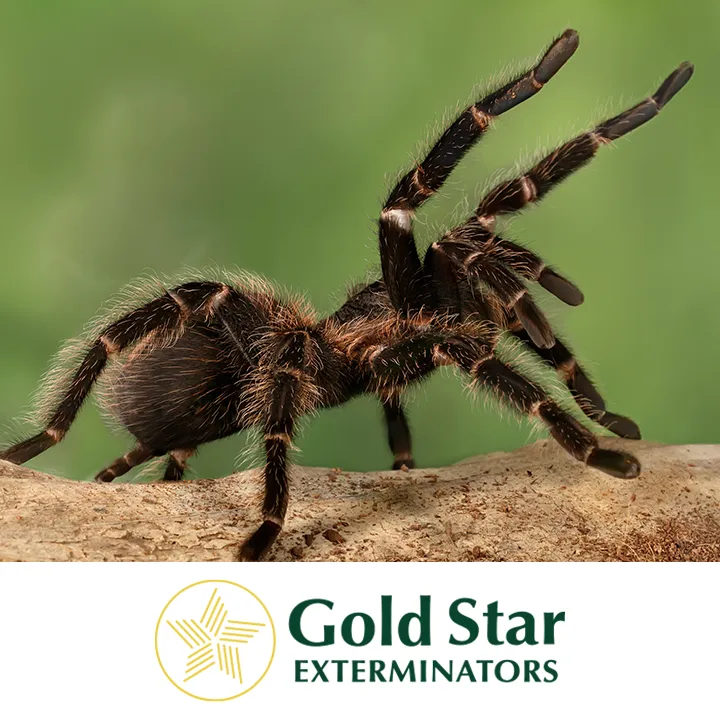Gold Star Exterminators in Del Rio, TX — business photo 3