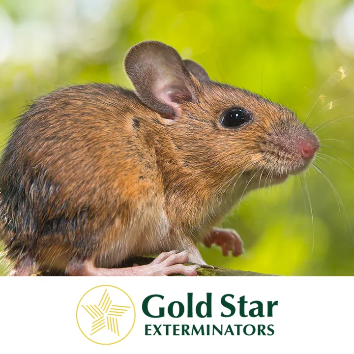 Gold Star Exterminators in Del Rio, TX — business photo 4