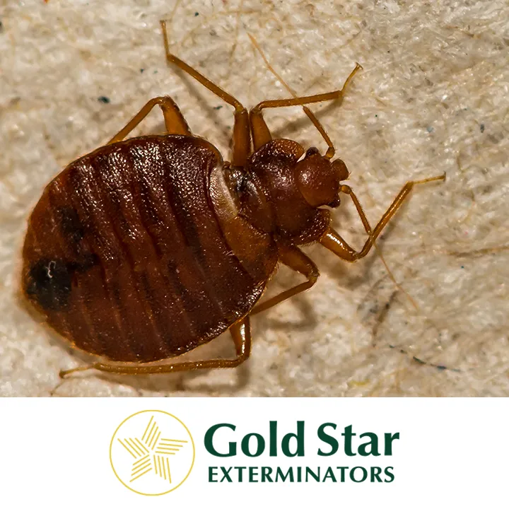 Gold Star Exterminators in Del Rio, TX — business photo 5