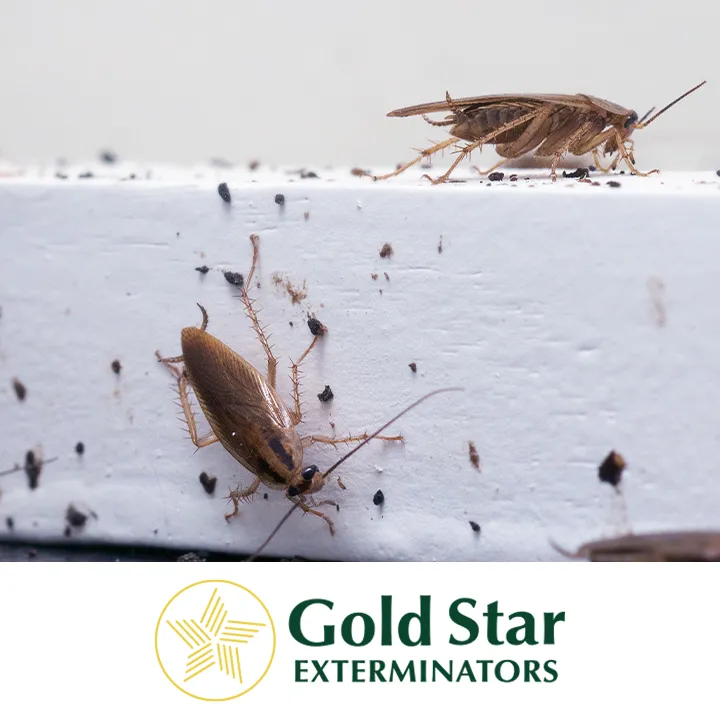 Gold Star Exterminators in Del Rio, TX — business photo 6