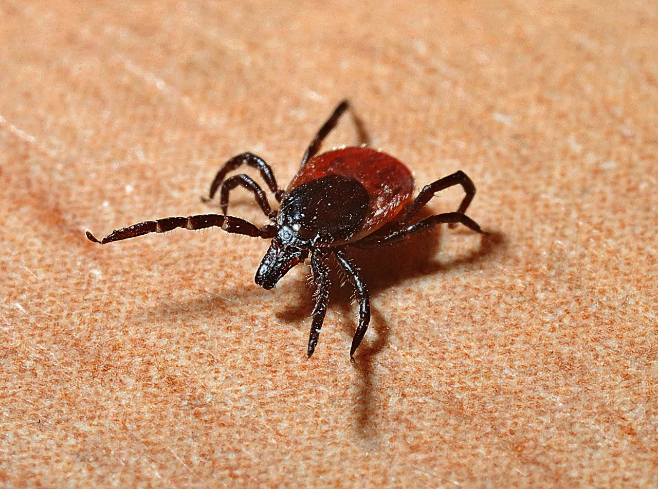 Granbury Pest in Granbury, TX — business photo 3