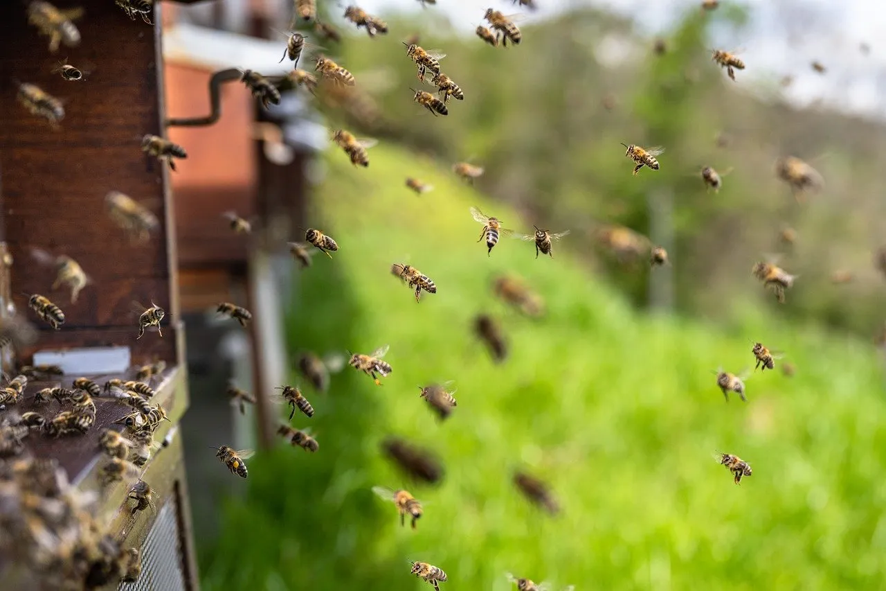 Granbury Pest in Granbury, TX — business photo 4