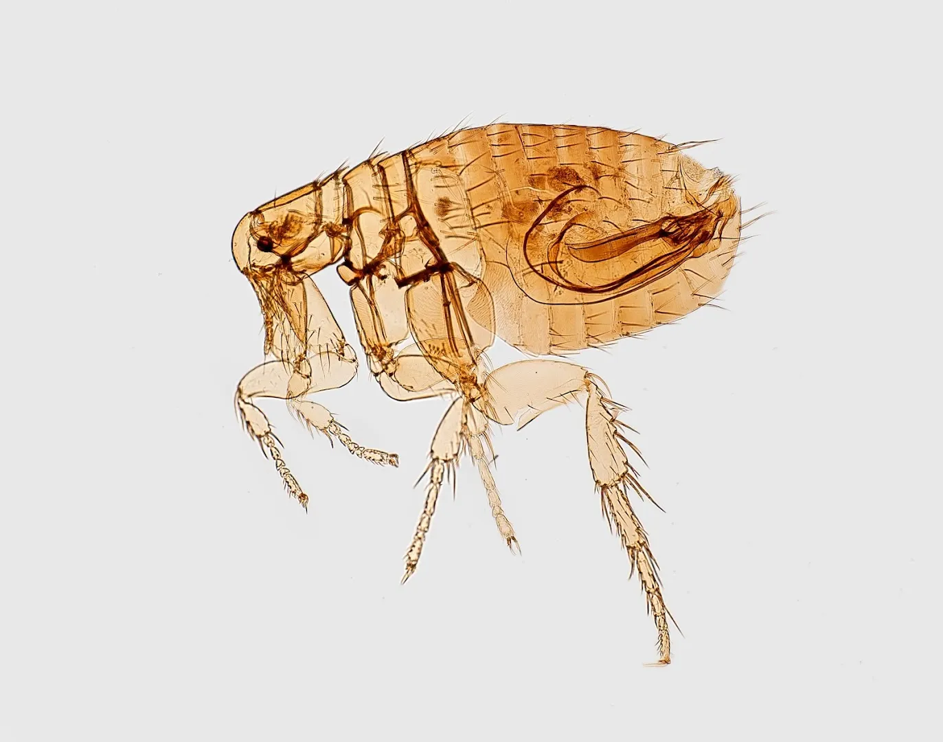 Granbury Pest in Granbury, TX — business photo 5