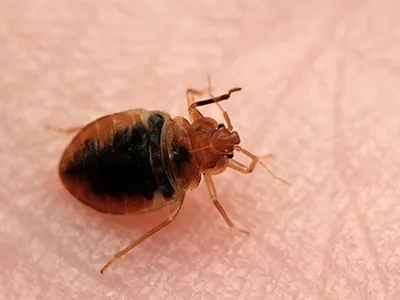 Greenforest Termite & Pest Control in Dallas, TX — business photo 4