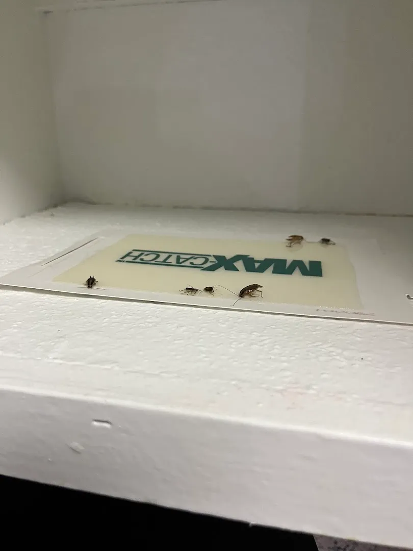 Greenforest Termite & Pest Control in Dallas, TX — business photo 5