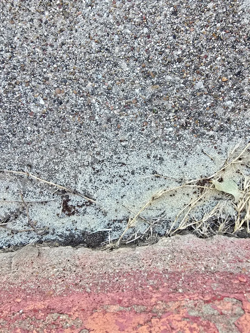 Greenforest Termite & Pest Control in Dallas, TX — business photo 6