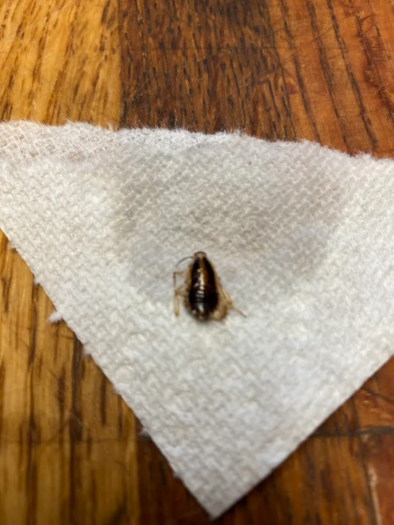 Gbc/Mpc,Inc. DBA Guaranteed Bug Control in Marshall, TX — business photo 3