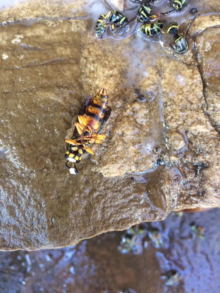 Gbc/Mpc,Inc. DBA Guaranteed Bug Control in Marshall, TX — business photo 4