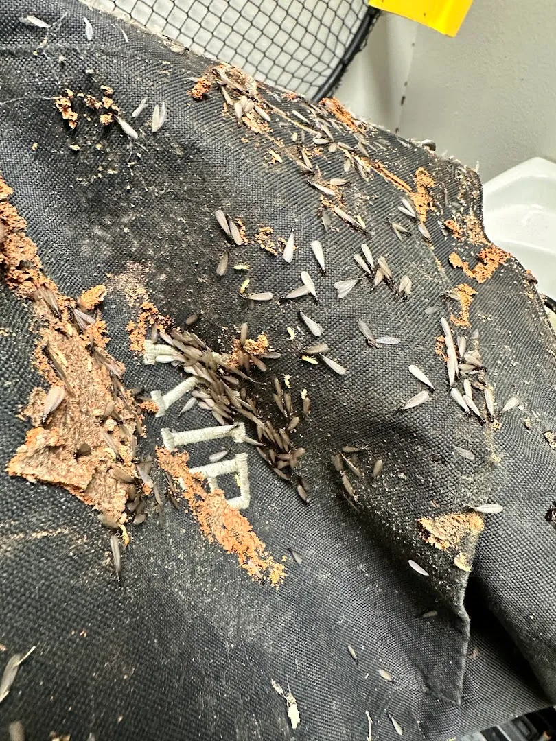 Gbc/Mpc,Inc. DBA Guaranteed Bug Control in Marshall, TX — business photo 5