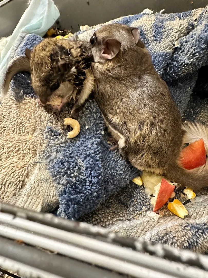 Gbc/Mpc,Inc. DBA Guaranteed Bug Control in Marshall, TX — business photo 6