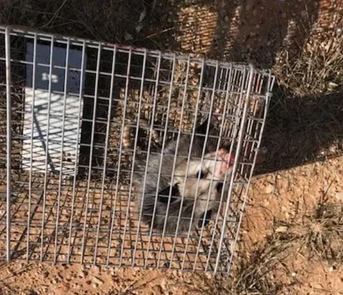 Liberty Exterminating and Trapping — pest control in Abilene, TAYLOR County, TX