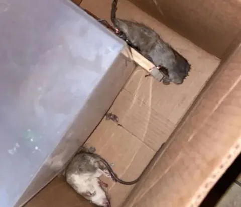 Liberty Exterminating and Trapping in Abilene, TX — business photo 3