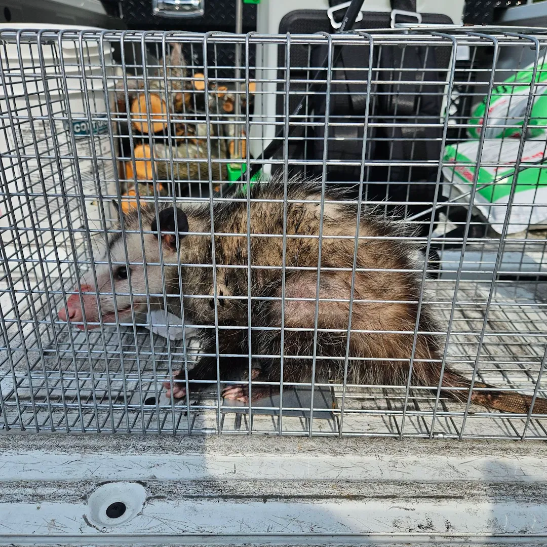 Hartz Pest Control in Houston, TX — business photo 4