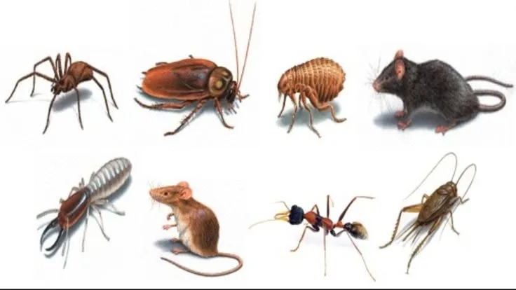 Hometown Pest & Termites in Galveston, TX — business photo 2