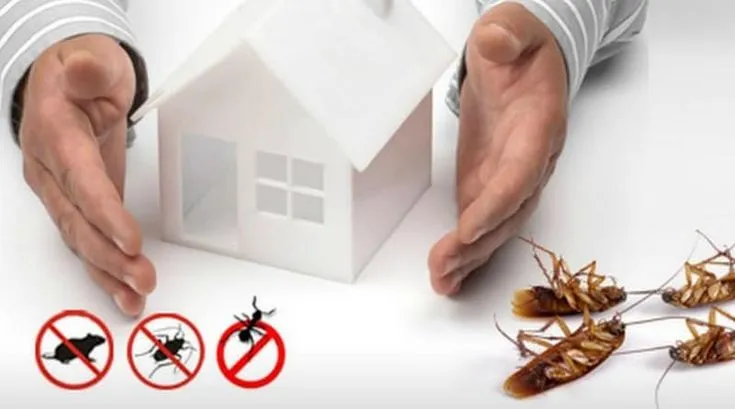 Hometown Pest & Termites in Galveston, TX — business photo 5