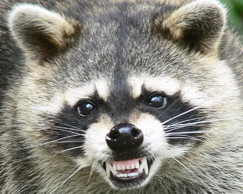 Hometown Pest Management — pest control in Angleton, BRAZORIA County, TX