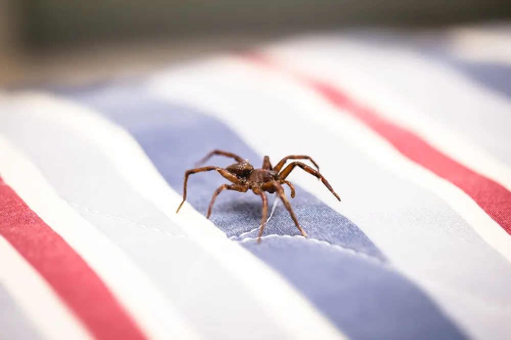 It’s Bugs Or Us Pest Control - Fort Worth — pest control in Fort Worth, TARRANT County, TX