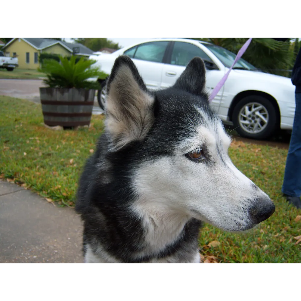 Husky Services — pest control in Waco, MCLENNAN County, TX