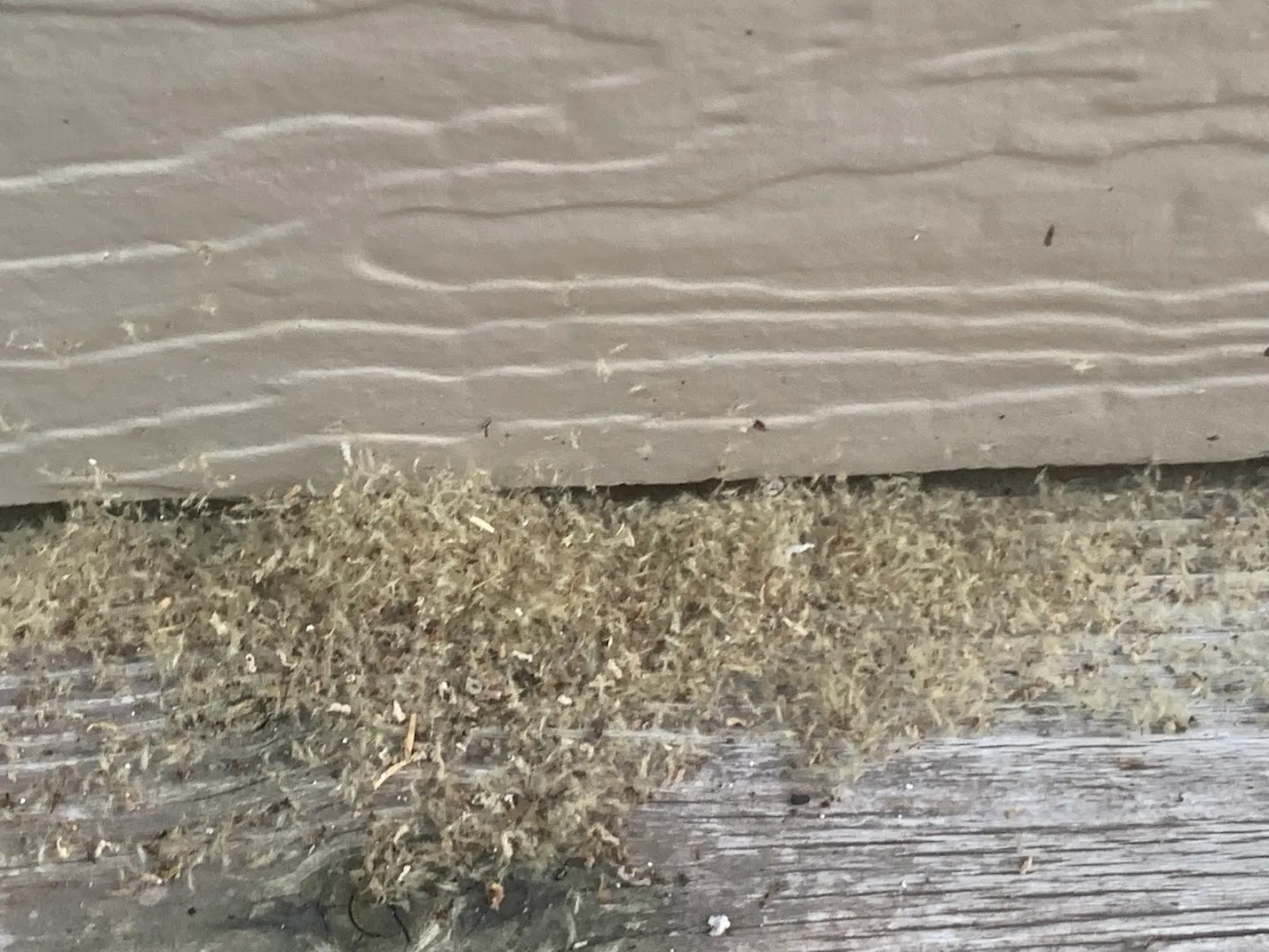 iPest Solutions San Antonio in San Antonio, TX — business photo 5