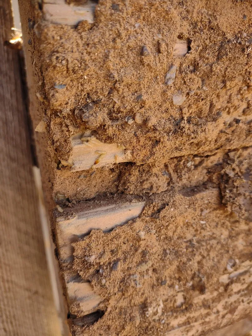 J&M Pest Control Co. in El Paso, TX — business photo 3