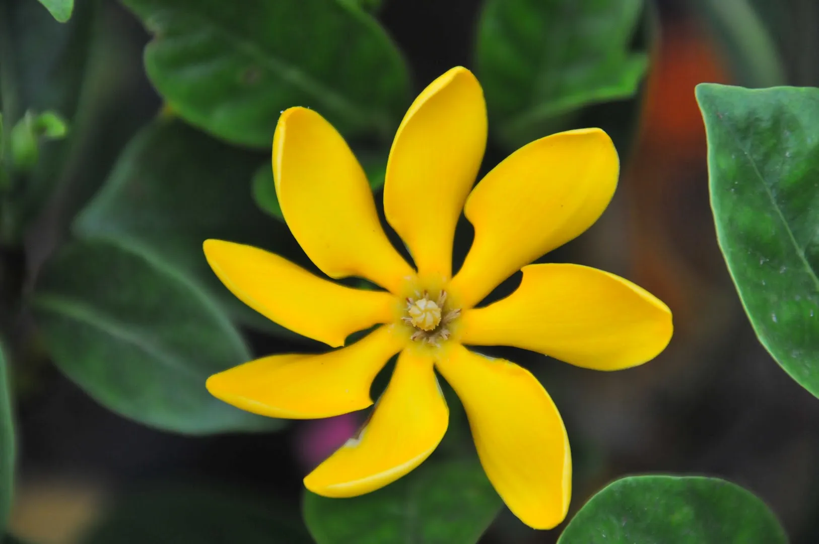 J and R Landscaping — pest control in Brownsville, CAMERON County, TX