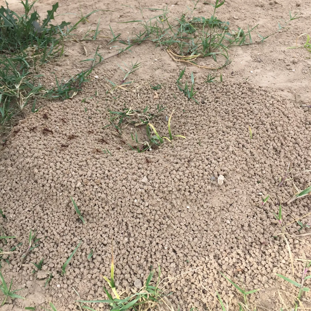 J D's Pest Control — pest control in Laredo, WEBB County, TX