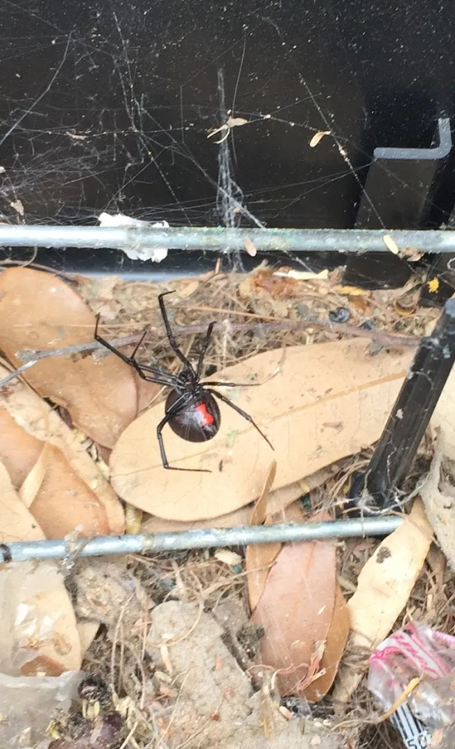 J D's Pest Control in Laredo, TX — business photo 3