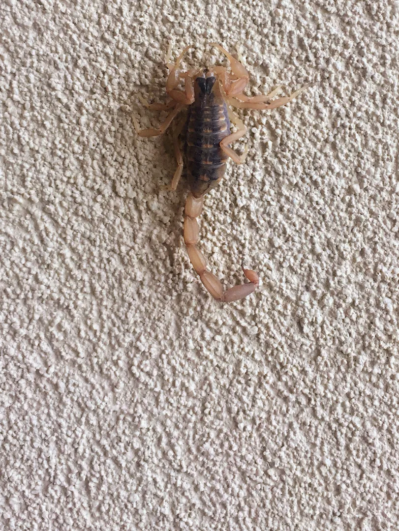 J D's Pest Control in Laredo, TX — business photo 4