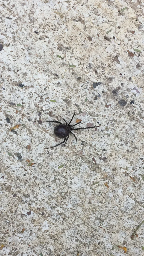J D's Pest Control in Laredo, TX — business photo 6