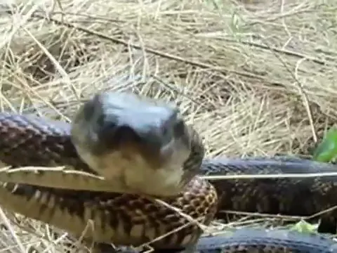 Nature King Pest Management — pest control in Dallas, DALLAS County, TX