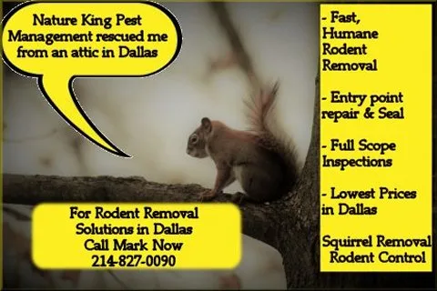 Nature King Pest Management in Dallas, TX — business photo 4