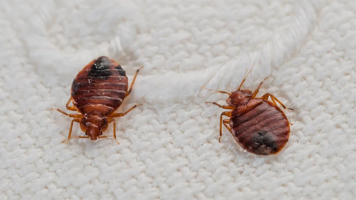 Jim's Pest Control in Burnet, TX — business photo 3