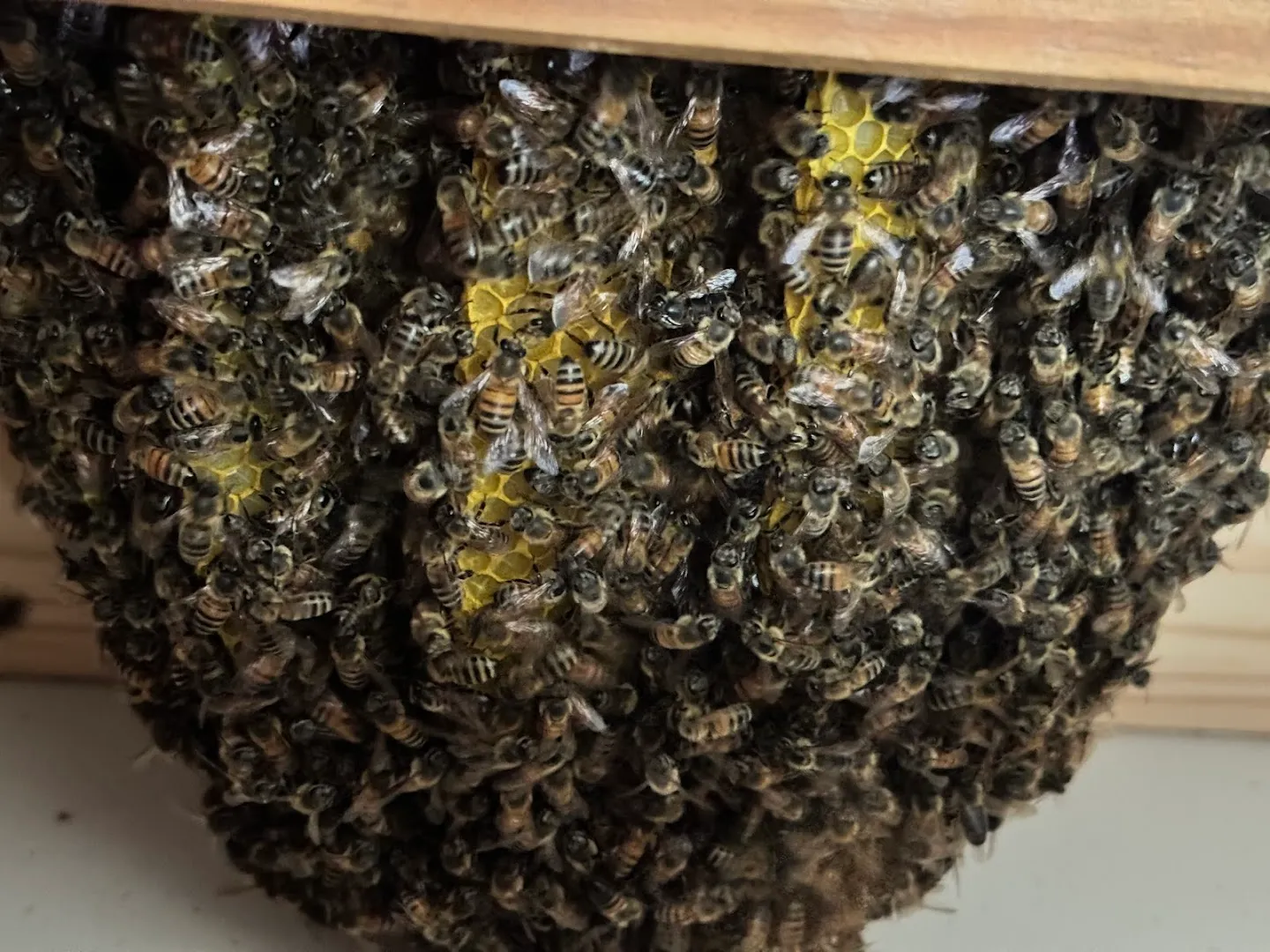 Keith's Bee Service in Pittsburg, TX — business photo 3