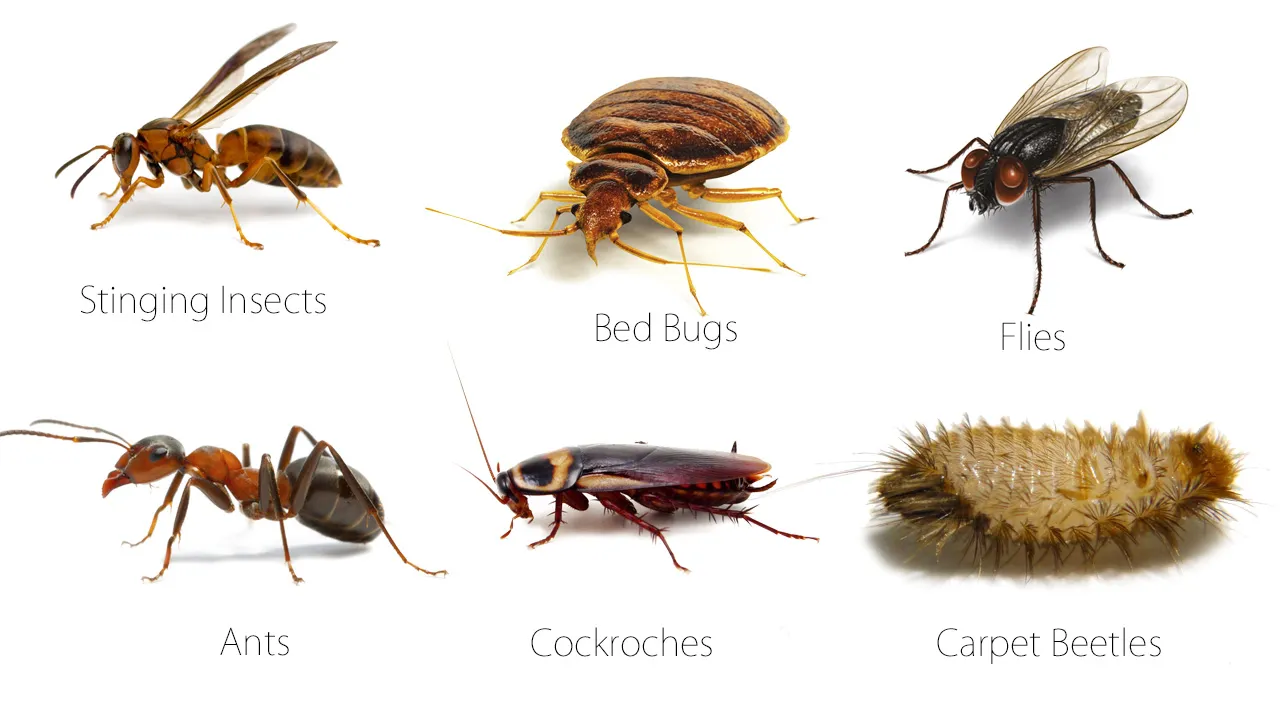 McClain Pest Control, LLC in Crockett, TX — business photo 5