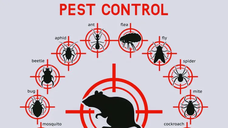 Kill-A-Bug Pest Control in Edinburg, TX — business photo 4