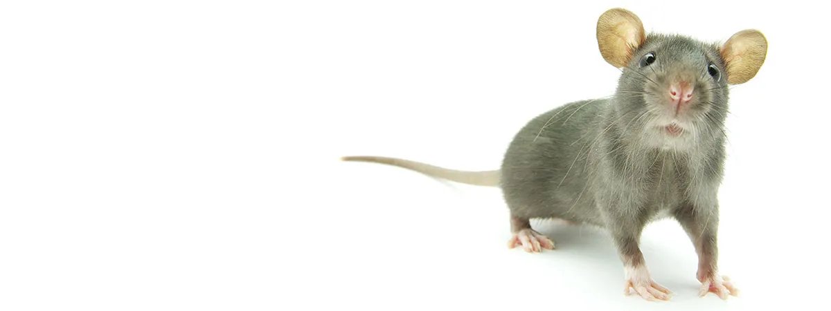 Kingsville Pest Control in Kingsville, TX — business photo 2