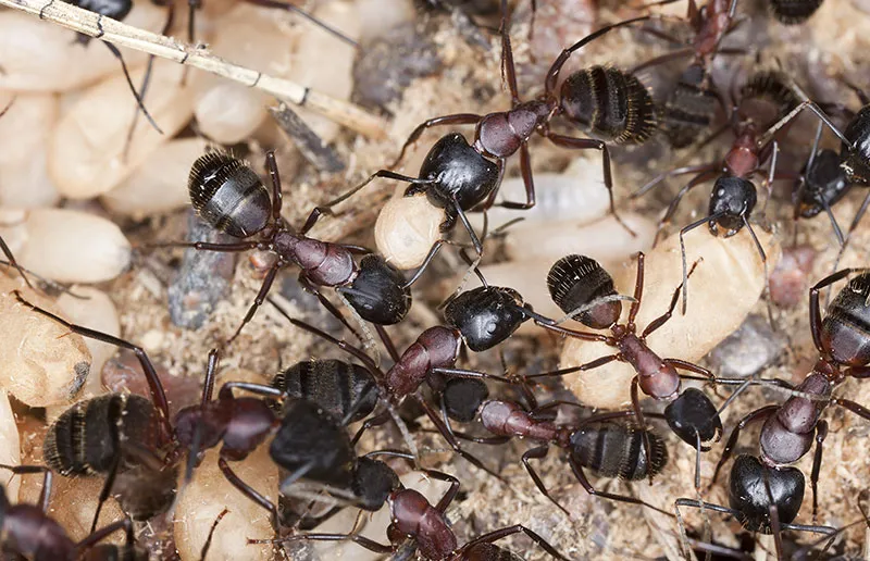 Kingsville Pest Control in Kingsville, TX — business photo 4